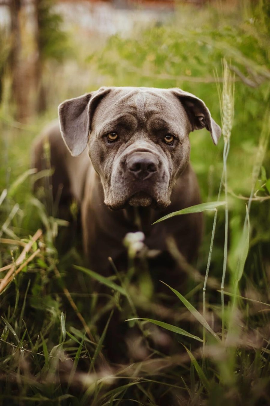 Image of Reserved for Brittany - Puppy Session