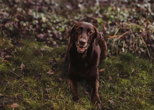 Image of Reserved for Brittany - Puppy Session