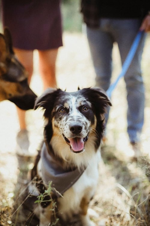 Image of Reserved for Brittany - Puppy Session
