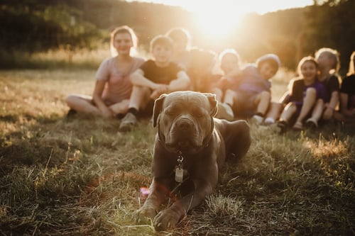 Image of Reserved for Brittany - Puppy Session