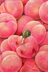 “Choice 1” print (DP308)