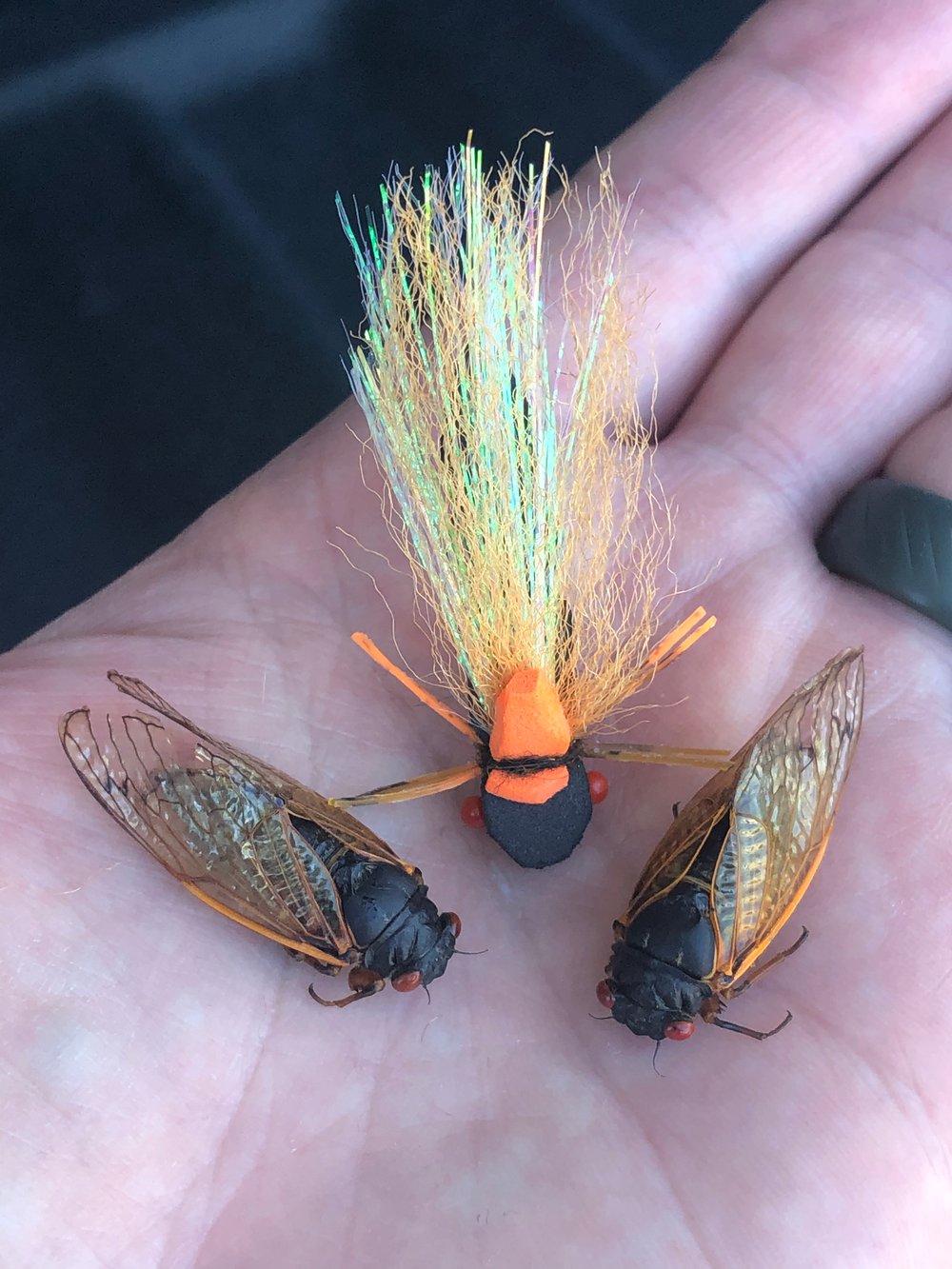 Carpy Cicada 