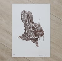 Image 1 of Brown Rabbit