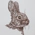 Brown Rabbit Image 2