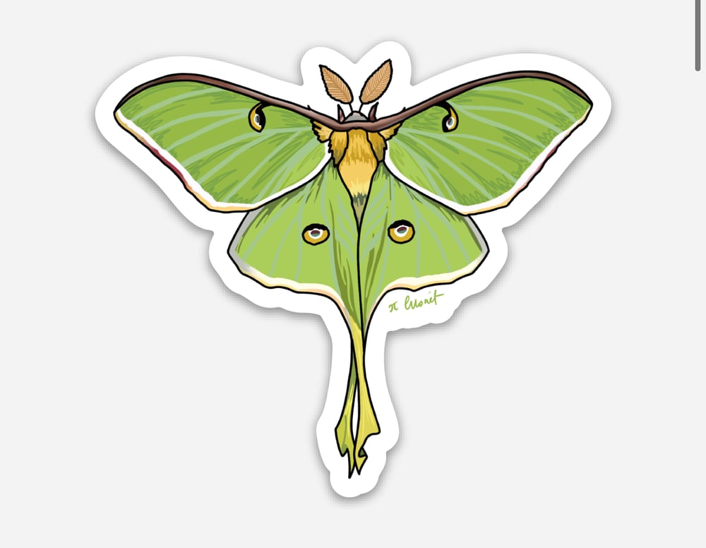 Image of Luna Moth Sticker 