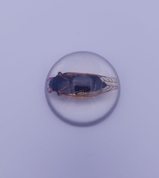 REAL Brood X Periodical Cicada in Resin