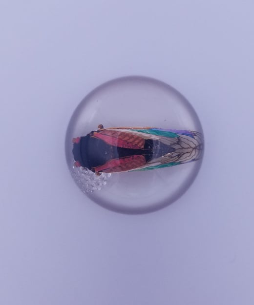 REAL Brood X Periodical Cicada With Rainbow PRIDE Wings in Resin