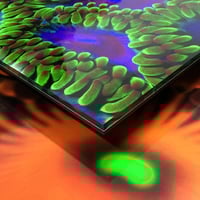 Image 2 of Coral Morphologic Acrylic-Mounted Prints