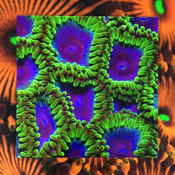 Image of Coral Morphologic Acrylic-Mounted Prints