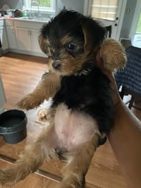 Toy yorkie (female)