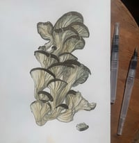 Image of Oyster Mushrooms