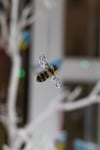 Tiny Bumblebee Suncatchers