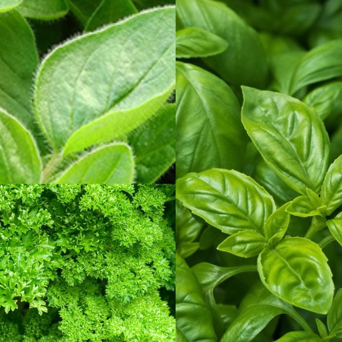 Grow Your Own Herb Wall Image 5