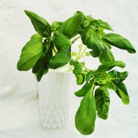 Image 4 of Grow Your Own Herb Wall