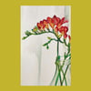 Freesias II