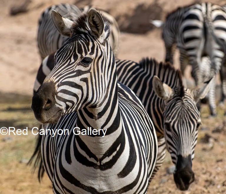 Image of Zebras 