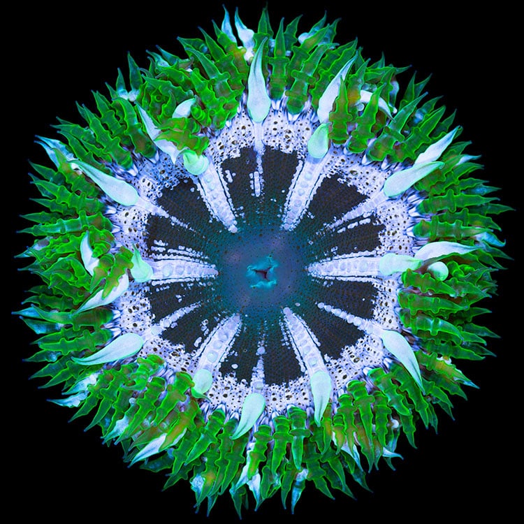 Image of Flower Anemone Print (Limited Edition 2021)