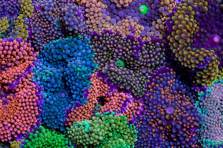 Image of Coral Morphologic Acrylic-Mounted Prints