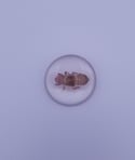 REAL Brood X Periodical Cicada Nymph Preserved in Resin