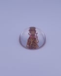 REAL Brood X Periodical Cicada Nymph Preserved in Resin