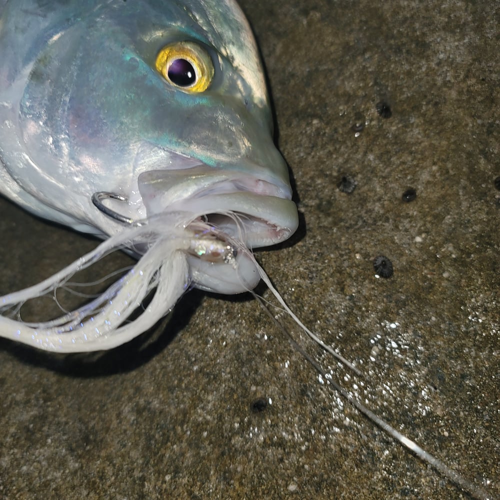 Image of Abalone Obake Purple 