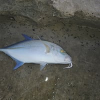 Image 4 of Abalone Obake Purple 