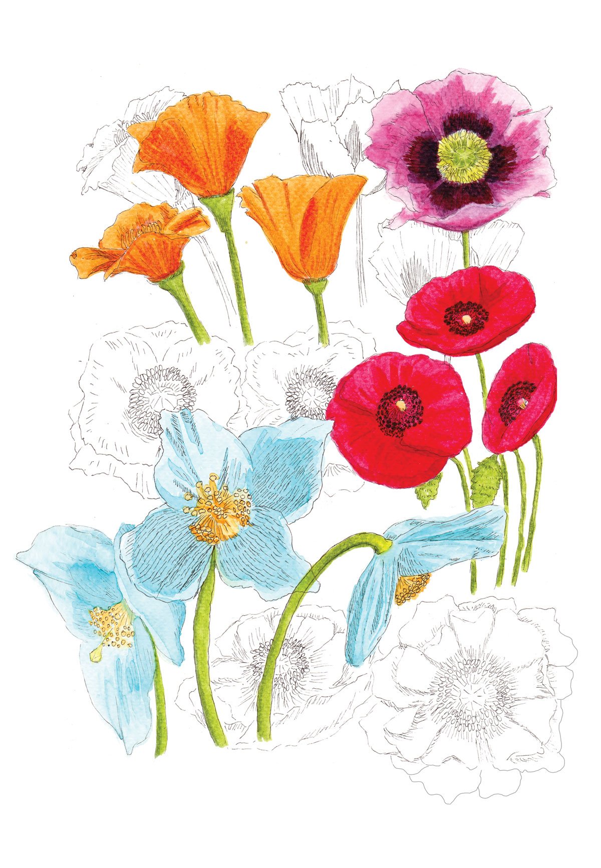 Poppies