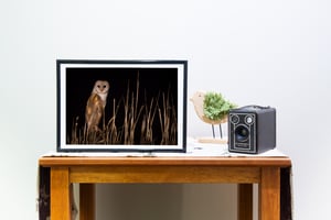 Image of The Night Hunter