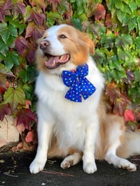 Image 5 of Dog Bow - Surprise Me