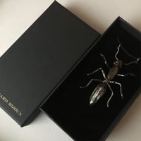 Image 3 of Ant  170€ TTC