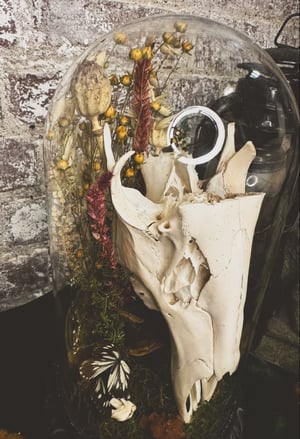 Image of Deer Skull Cast Iron Cloche