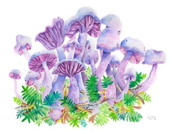 Image of Mushrooms (Prints $18-30)
