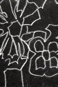 Image 3 of Matthias Pichl "Flowers"