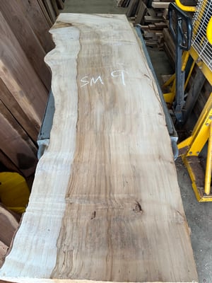 Silver maple 9