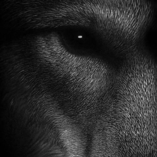 Image of The Enchantress