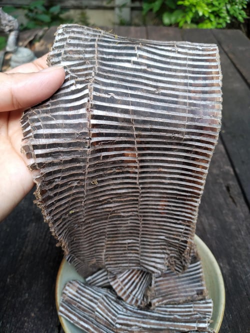 Image of EUCOMMIA BARK spagyric tincture - alchemically enhanced plant extraction