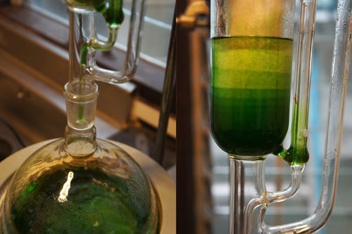 Image of CORIANDER-CILANTRO spagyric tincture - alchemically enhanced plant extraction