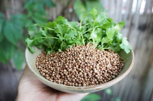 Image of CORIANDER-CILANTRO spagyric tincture - alchemically enhanced plant extraction