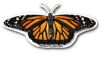 Mariposa Monarca de PR • Puerto Rican Monarch Butterfly