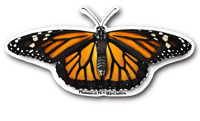 (Mini) Mariposa Monarca de PR • Puerto Rican Monarch Butterfly