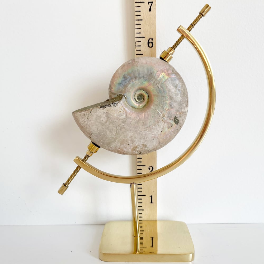 Image of Iridescent Rainbow Ammonite No.53 + Brass Arc Stand