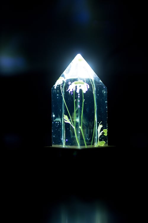 Image of Feverfew (Tanacetum parthenium) - Floral Prism Desk Light #4