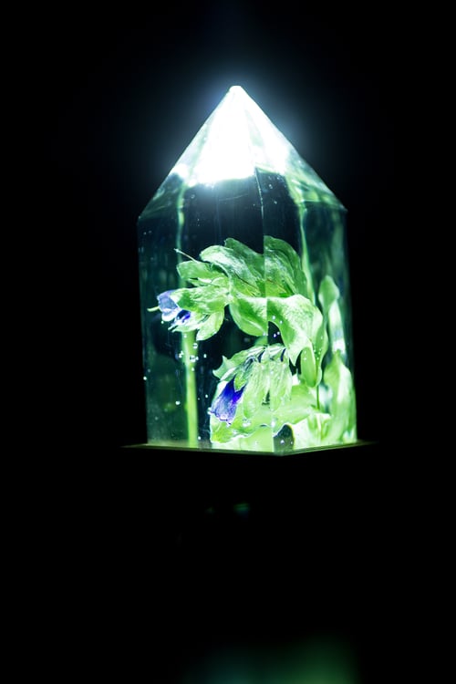 Image of Honeywort (Cerinthe major) - Floral Night-Light #4