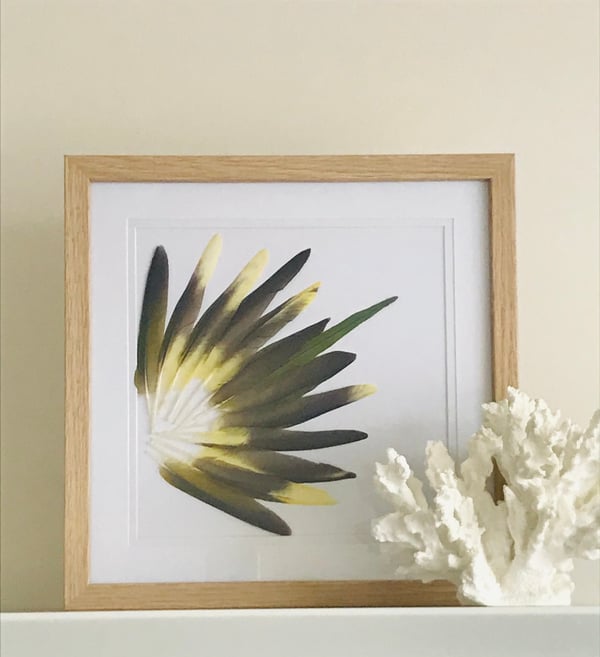 Image of Conure Splendour