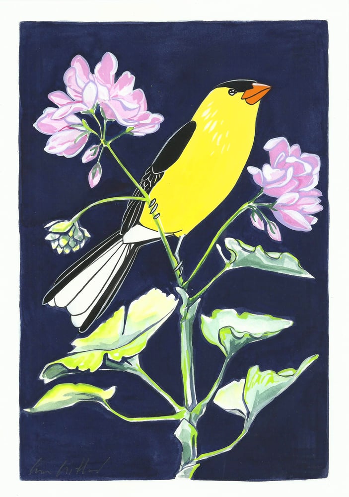 Image of American Goldfinch and Geranium