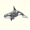 `Orca`