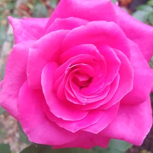 Image of The Rose Codes & Activation via Distance