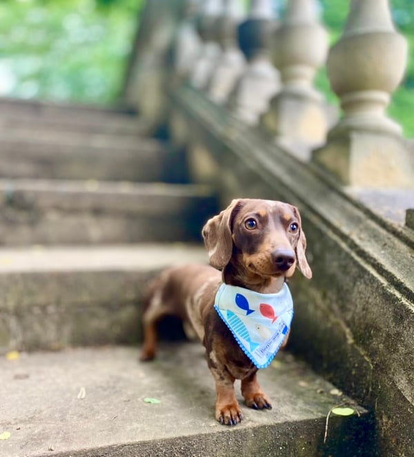 Image of THE BARNABY NECKERCHIEF