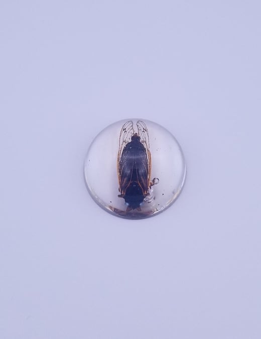 REAL BLUE EYED Brood X Periodical Cicada Preserved in Resin