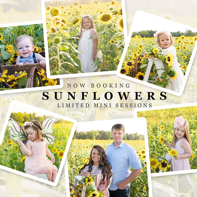 Image of Sunflowers - retainer fee